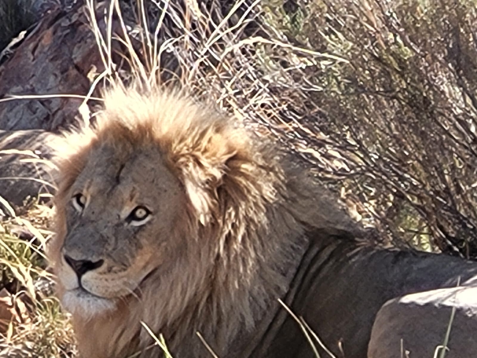 Aquila Game Reserve - Safari 52